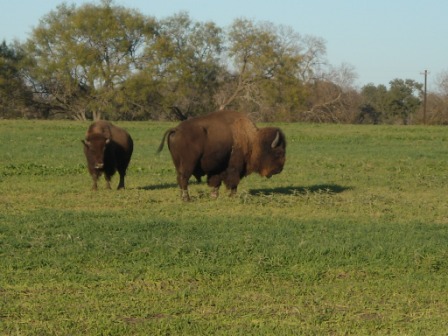 Bisonte - Bison